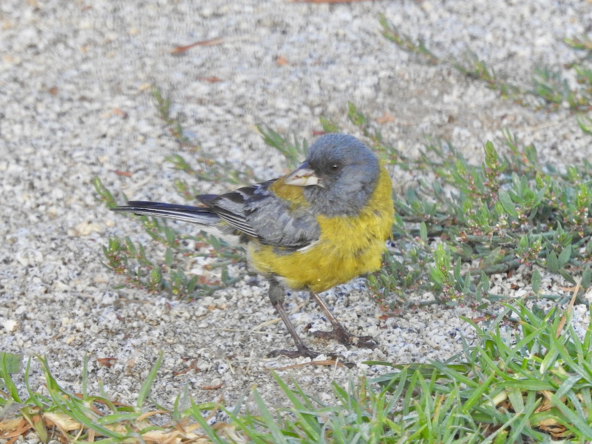 Gray-hooded Sierra Finch - ML646400379
