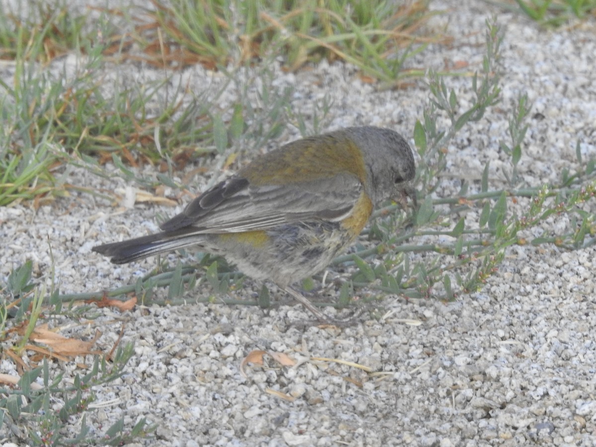 Кордильерский овсяночник - ML646400381