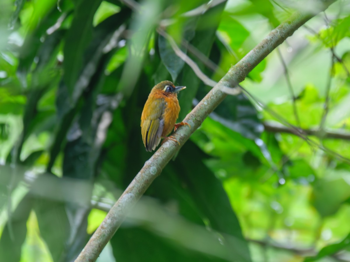 datlounek indočínský - ML646400384