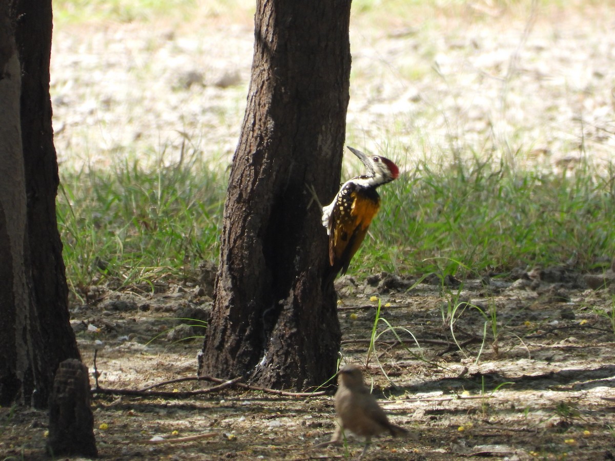 Black-rumped Flameback - ML646400388