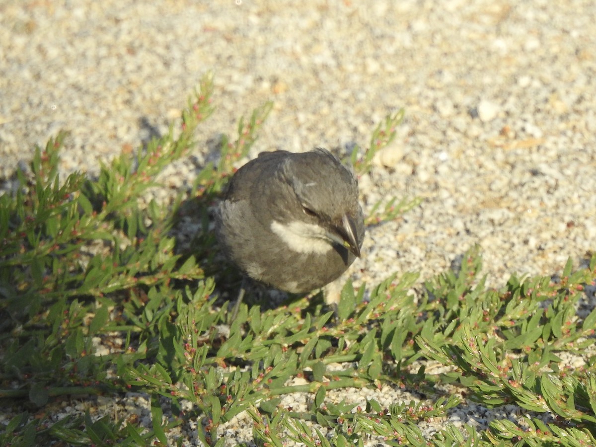 Патагонская диука - ML646400390