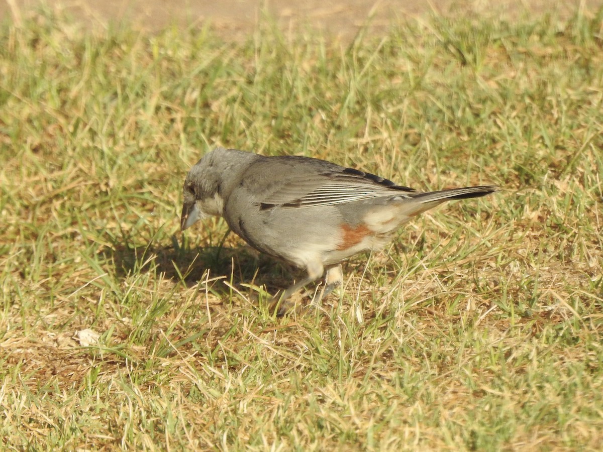 Патагонская диука - ML646400391