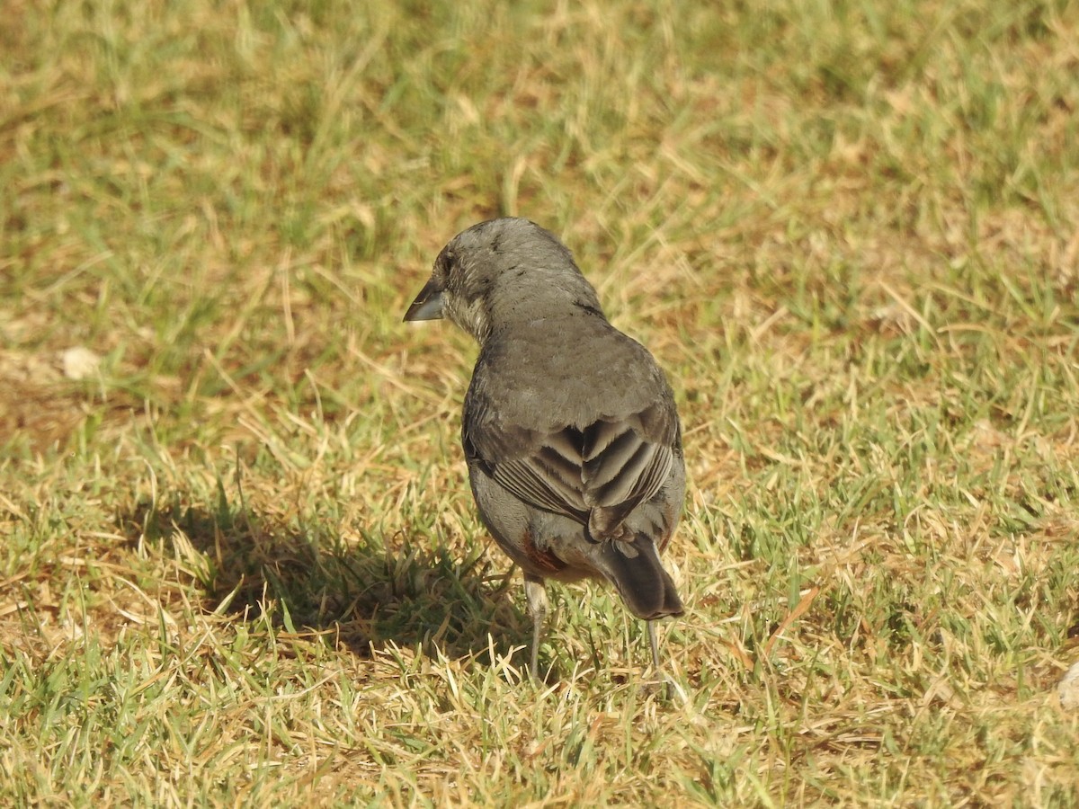 Патагонская диука - ML646400392