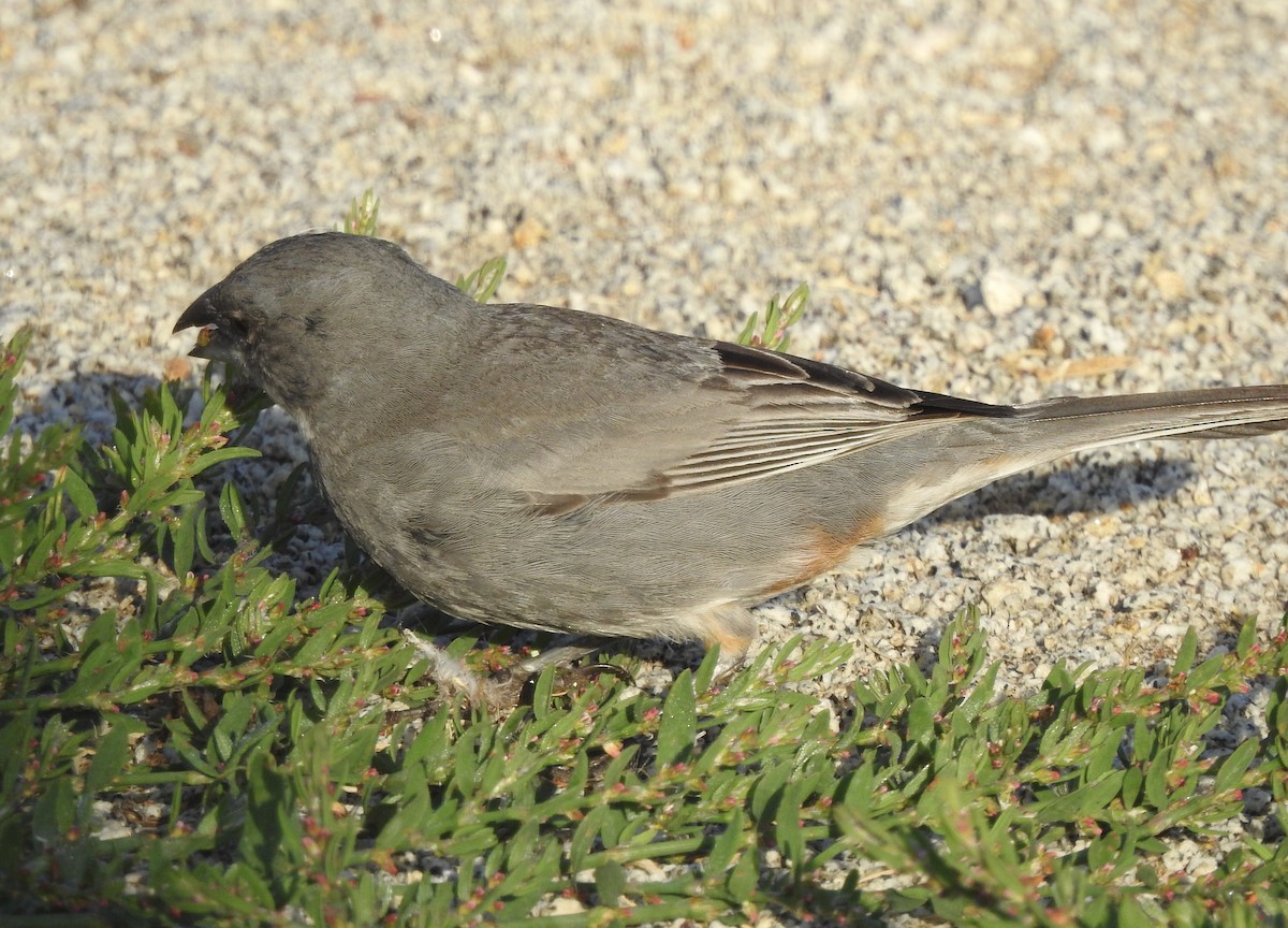 Патагонская диука - ML646400394