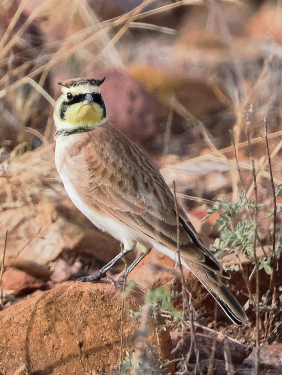 Horned Lark - ML646400395
