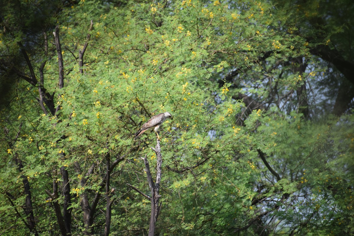 White-eyed Buzzard - ML646400397
