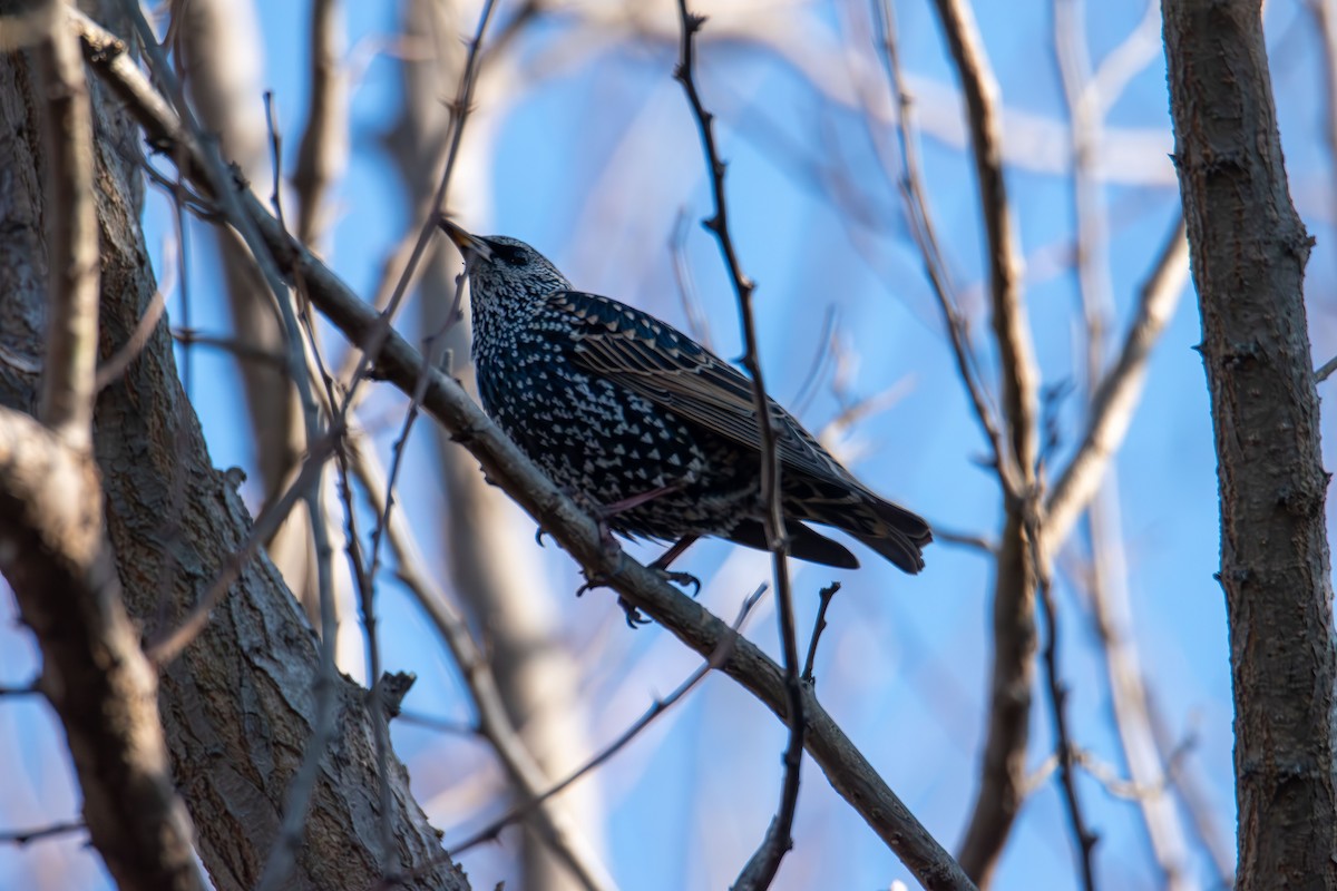 European Starling - ML646400402