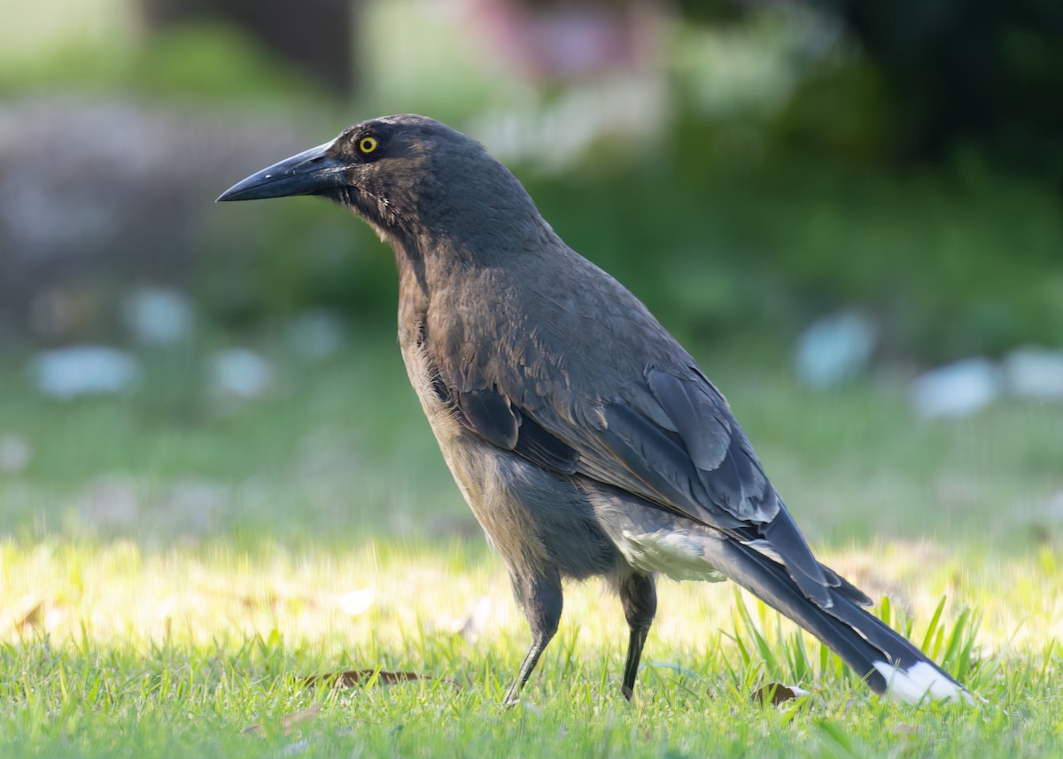 Gray Currawong - ML646400404