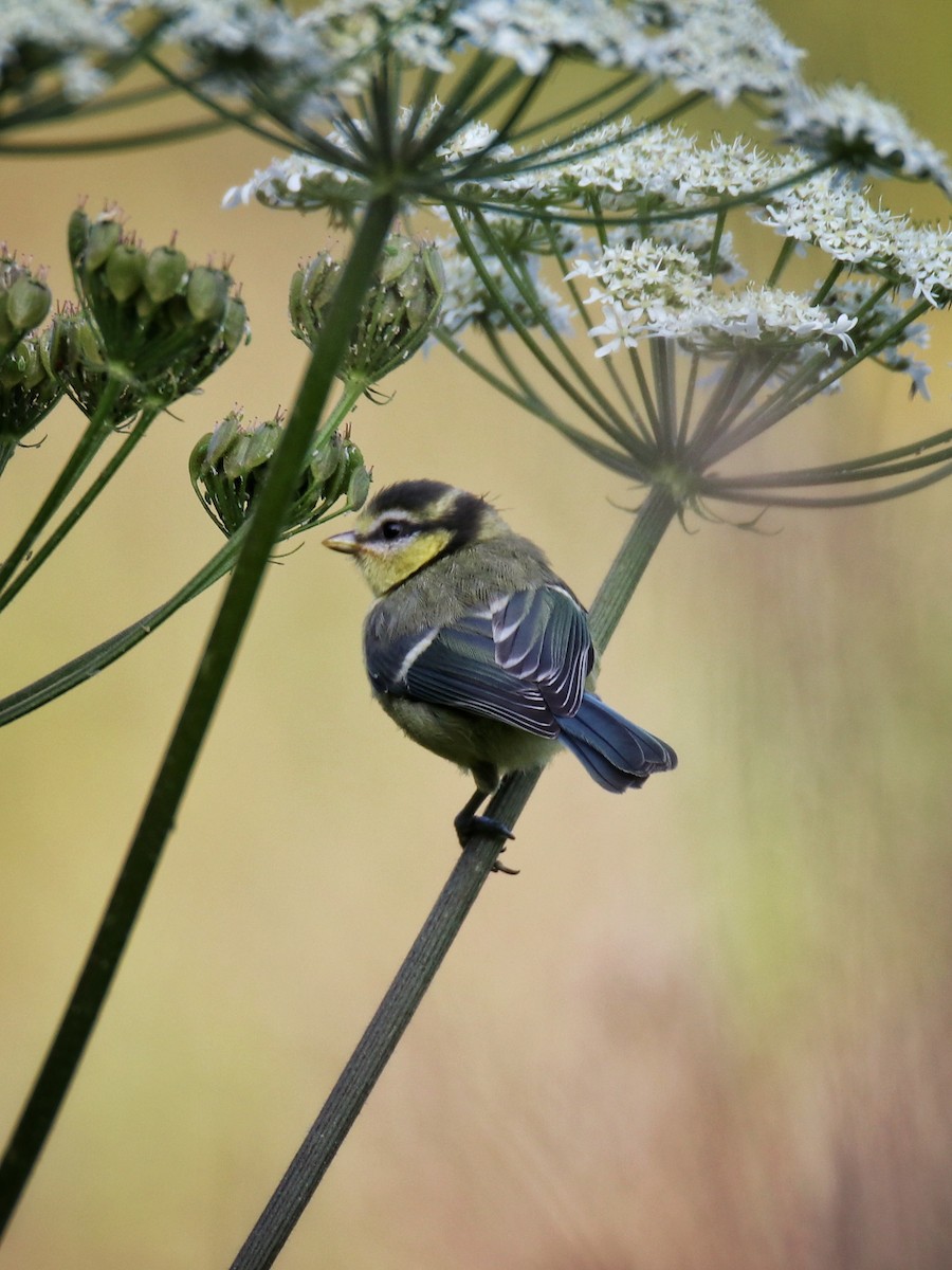 Eurasian Blue Tit - ML646400406