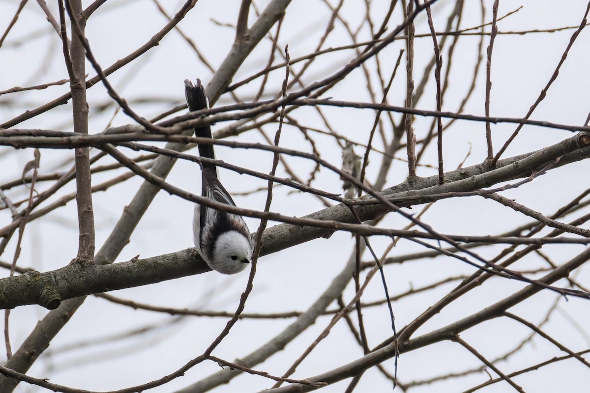 Long-tailed Tit - ML646400407