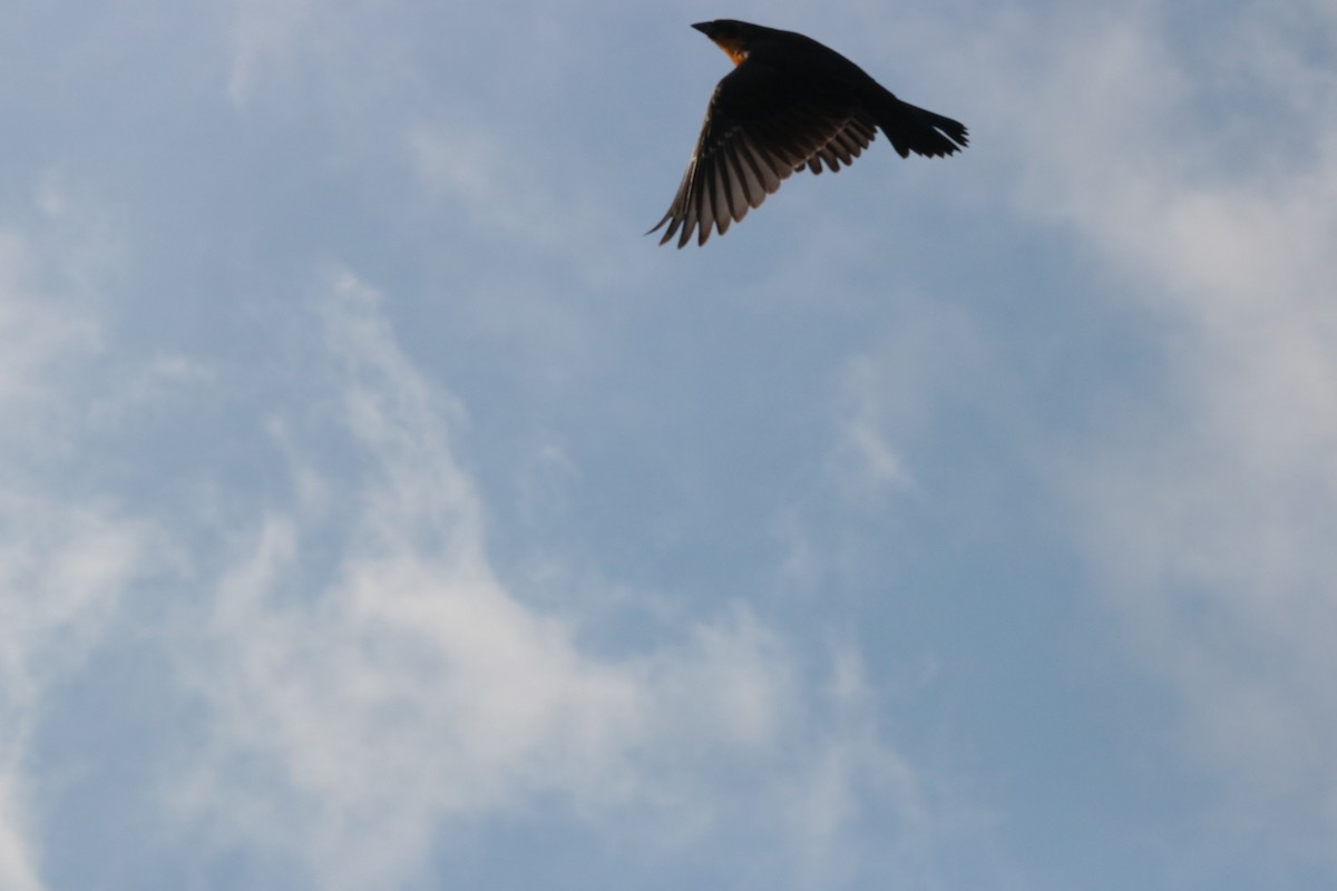 Yellow-headed Blackbird - ML646400408