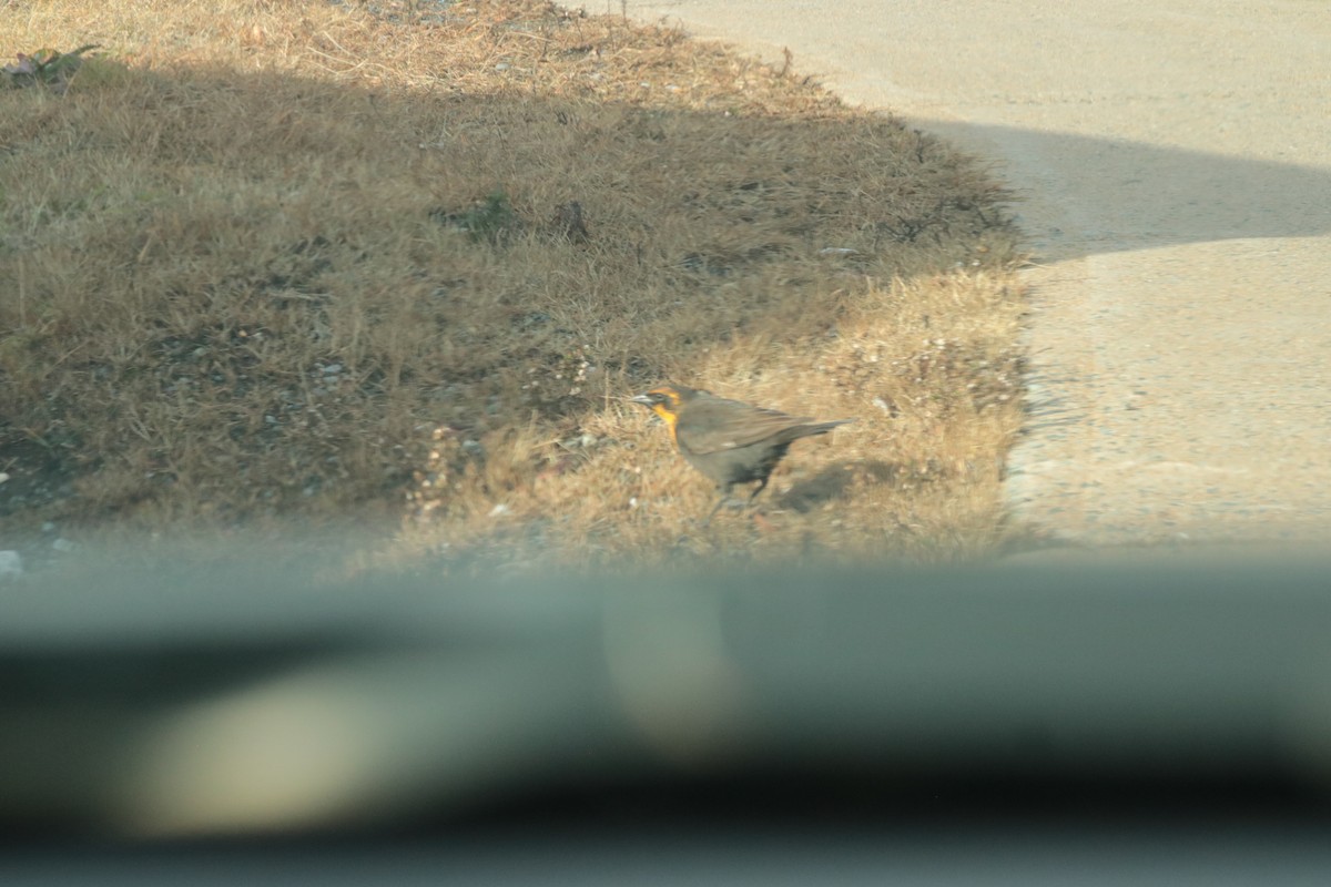 Yellow-headed Blackbird - ML646400409