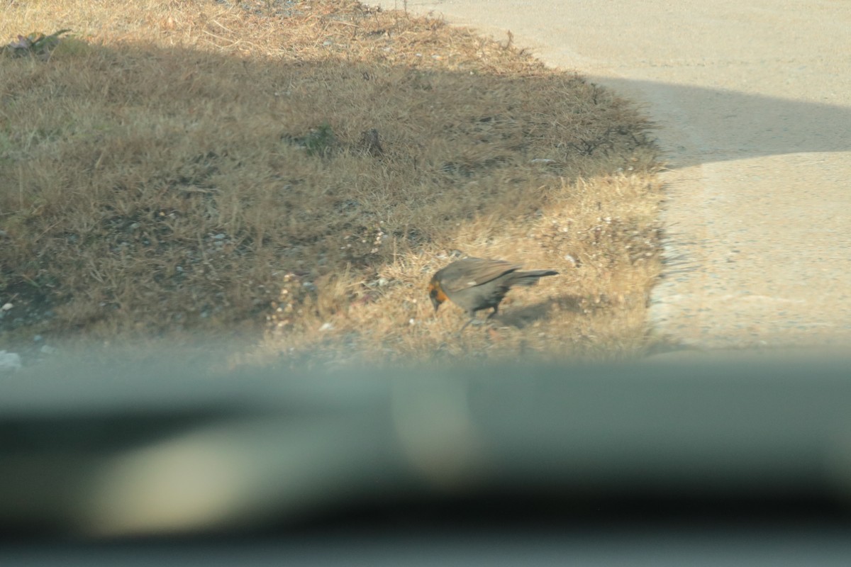 Yellow-headed Blackbird - ML646400410