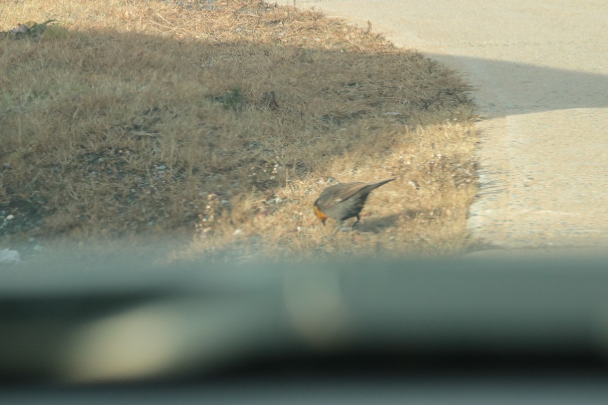 Yellow-headed Blackbird - ML646400411