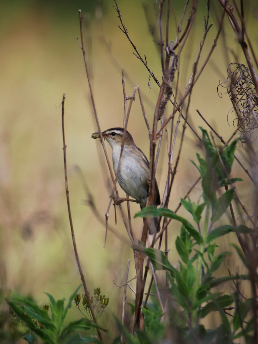 Sedge Warbler - ML646400413