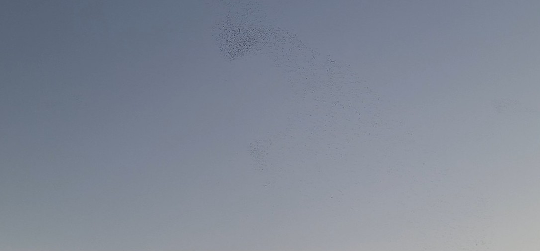 Spotless Starling - ML646400417