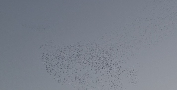 Spotless Starling - ML646400419