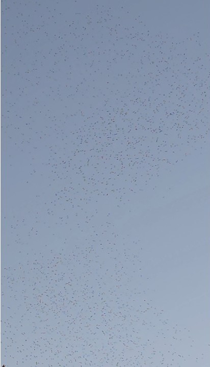 Spotless Starling - ML646400420