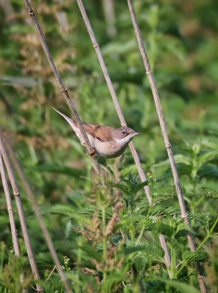 Greater Whitethroat - ML646400424