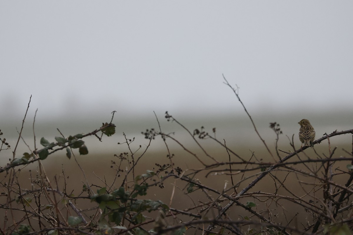 Corn Bunting - ML646400425