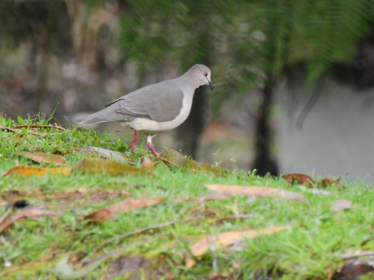 White-tipped Dove - ML646400426