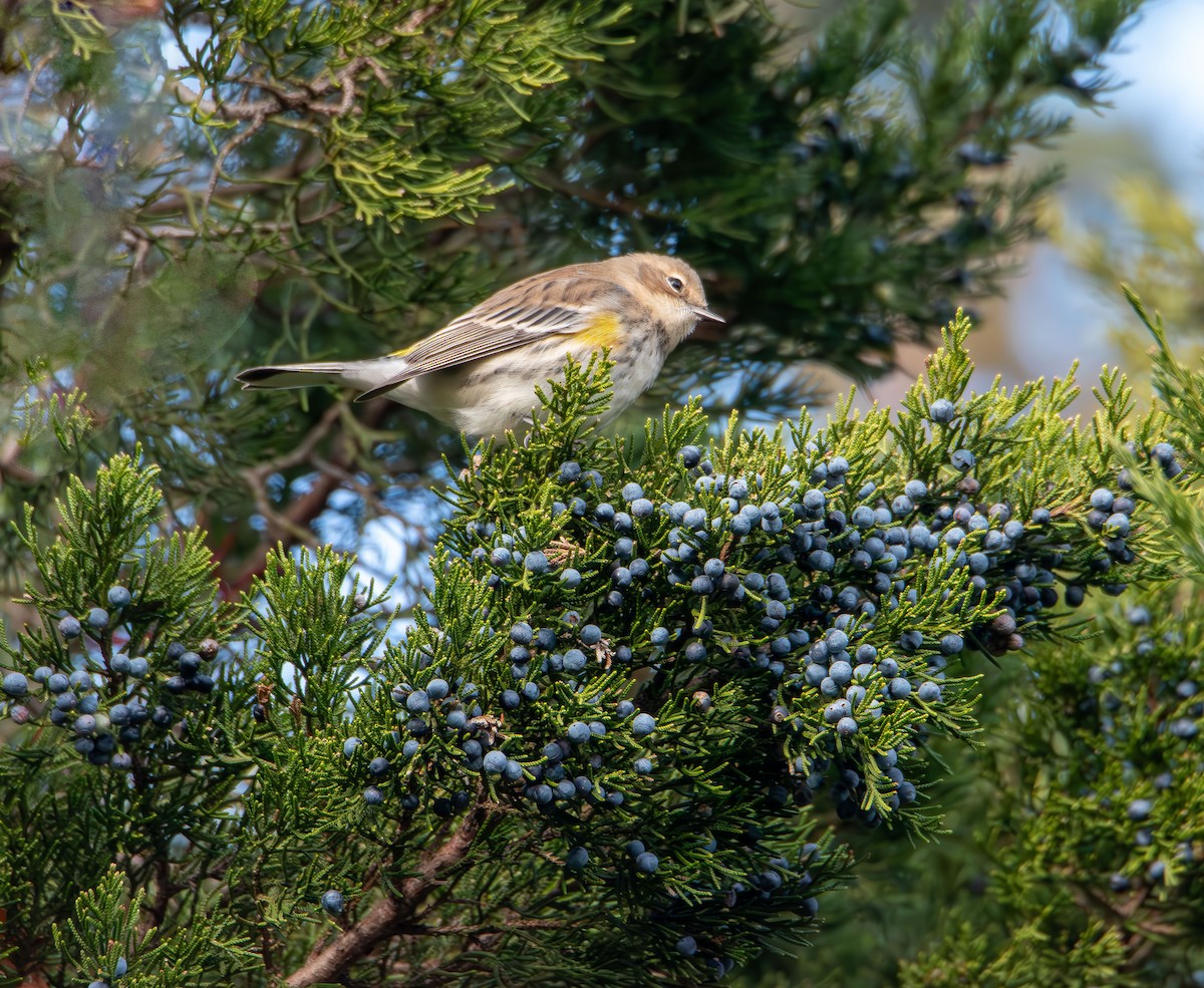 Yellow-rumped Warbler - ML646400428