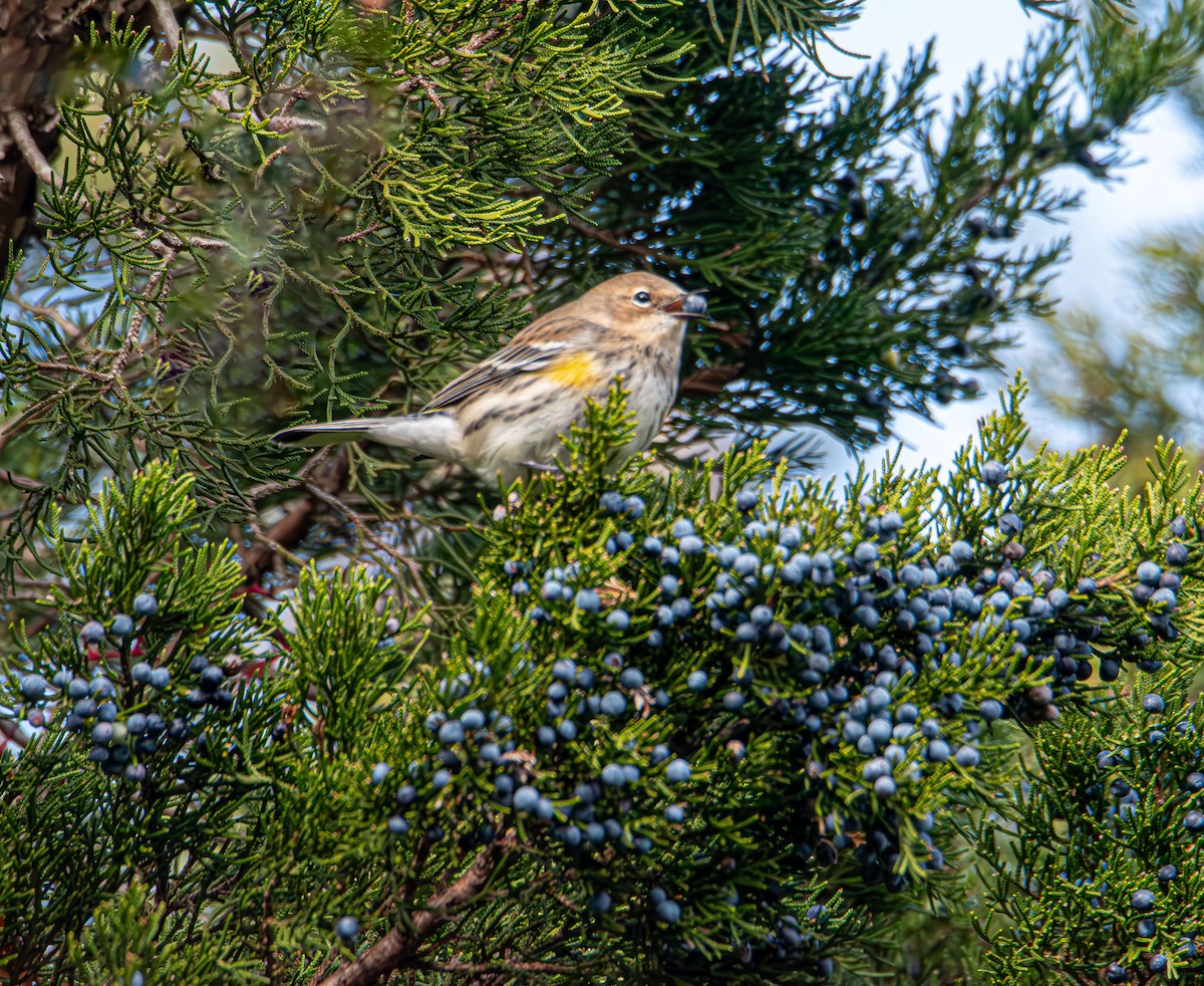 Yellow-rumped Warbler - ML646400429
