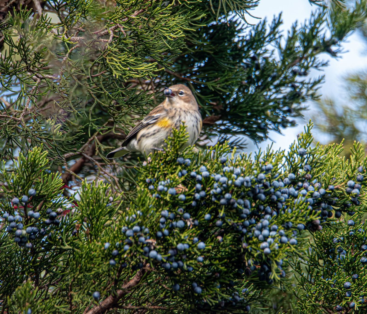 Yellow-rumped Warbler - ML646400430