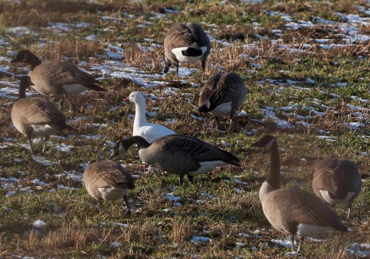 Ross's Goose - ML646400431