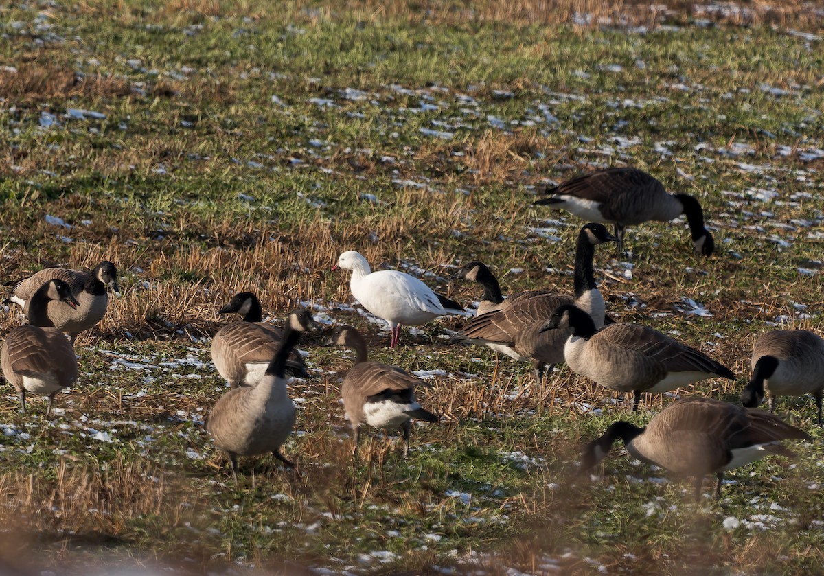 Ross's Goose - ML646400432
