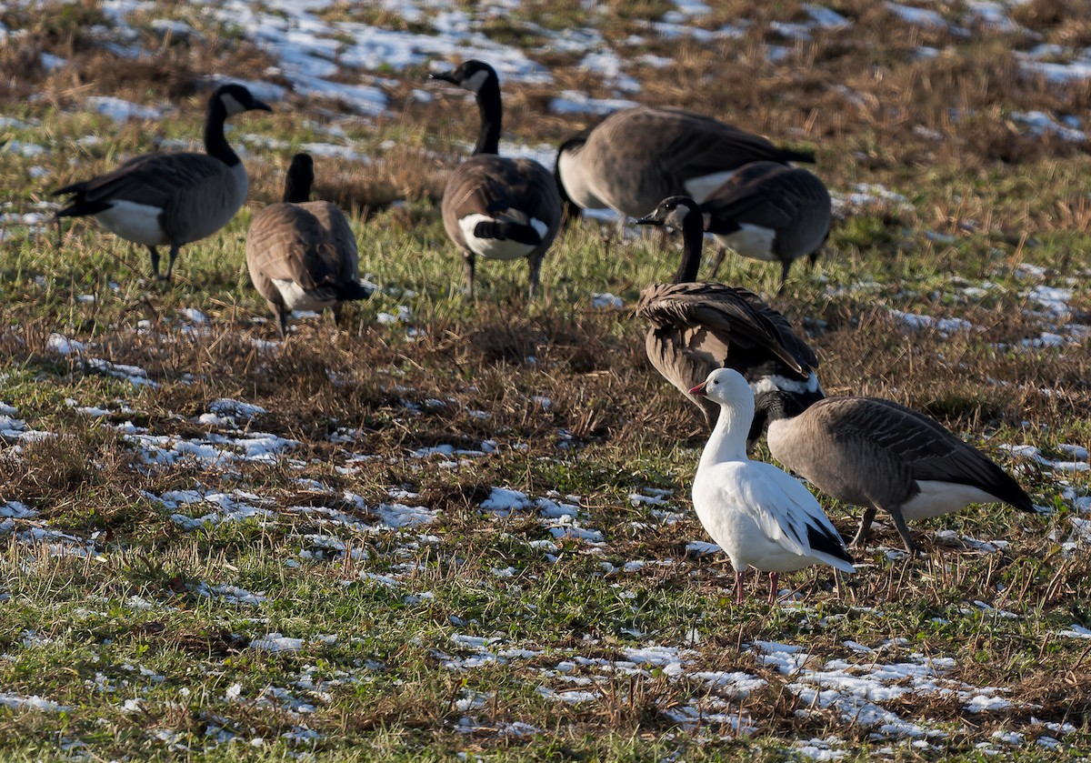 Ross's Goose - ML646400433