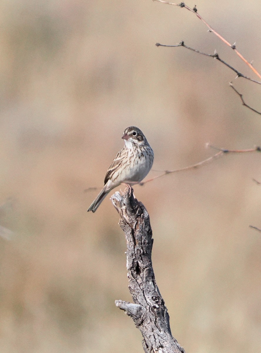 Vesper Sparrow - ML646400434