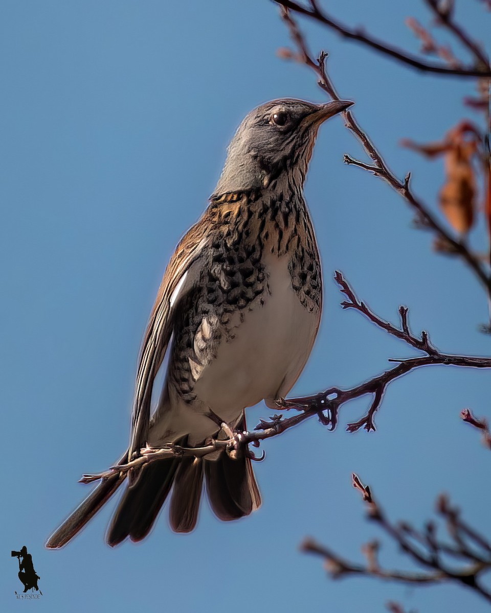 Fieldfare - ML646400435