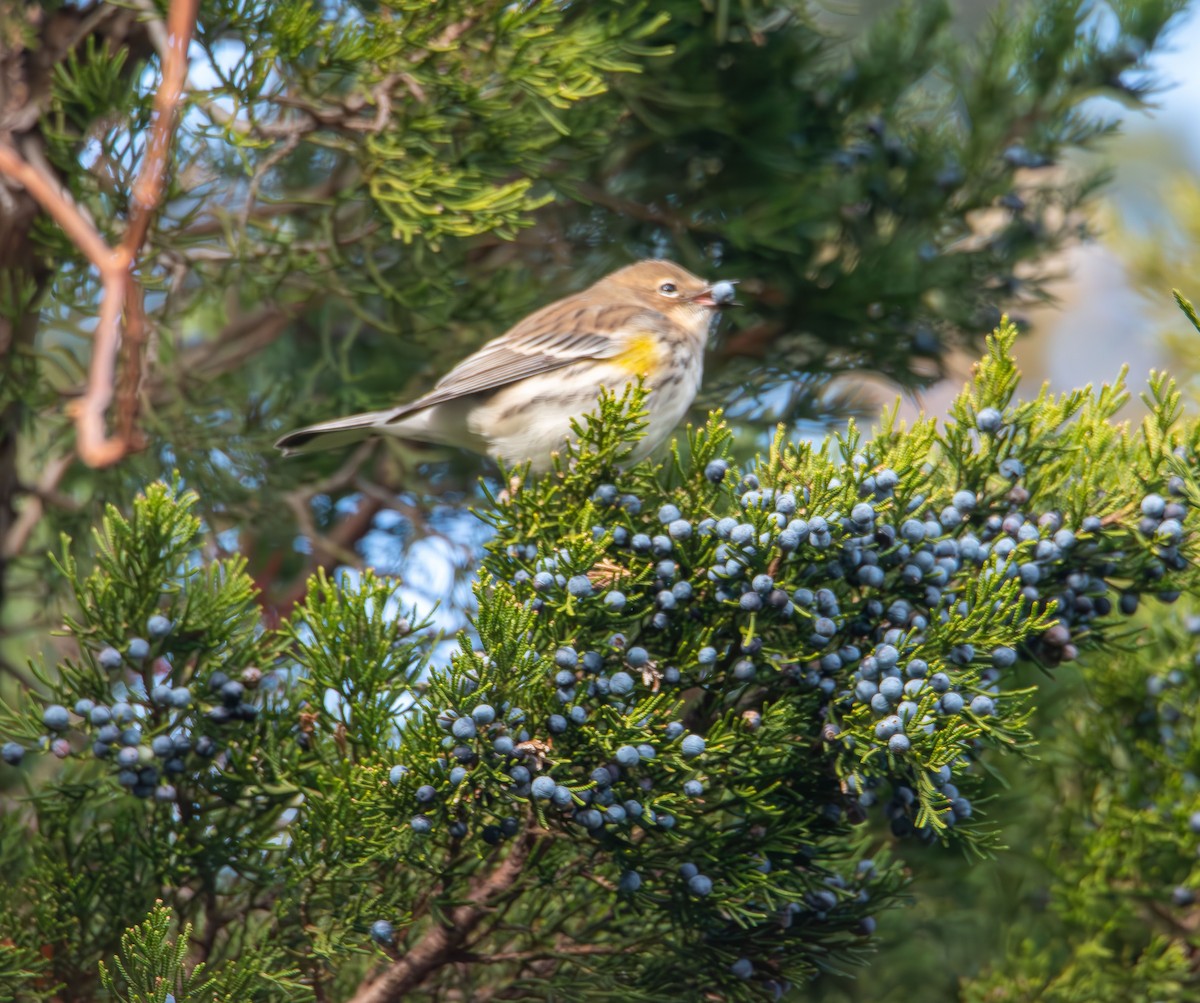 Yellow-rumped Warbler - ML646400436