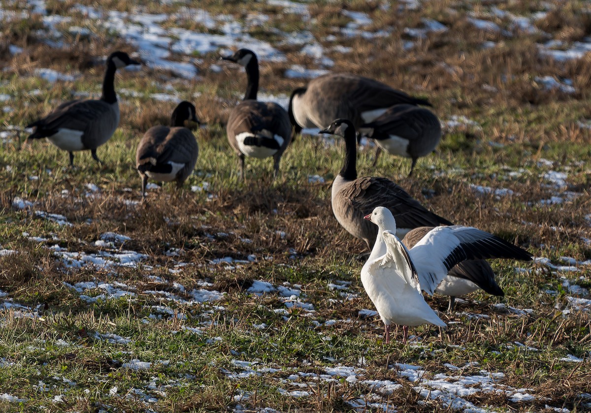 Ross's Goose - ML646400437