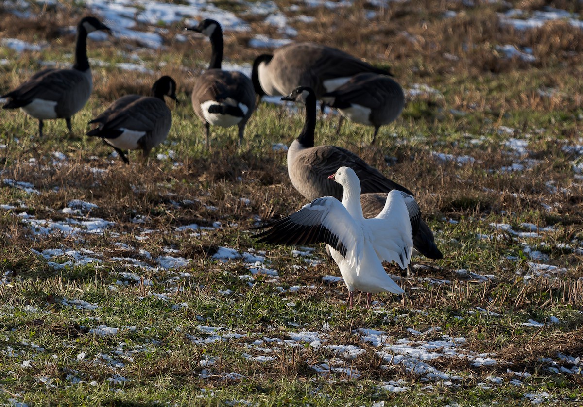 Ross's Goose - ML646400439