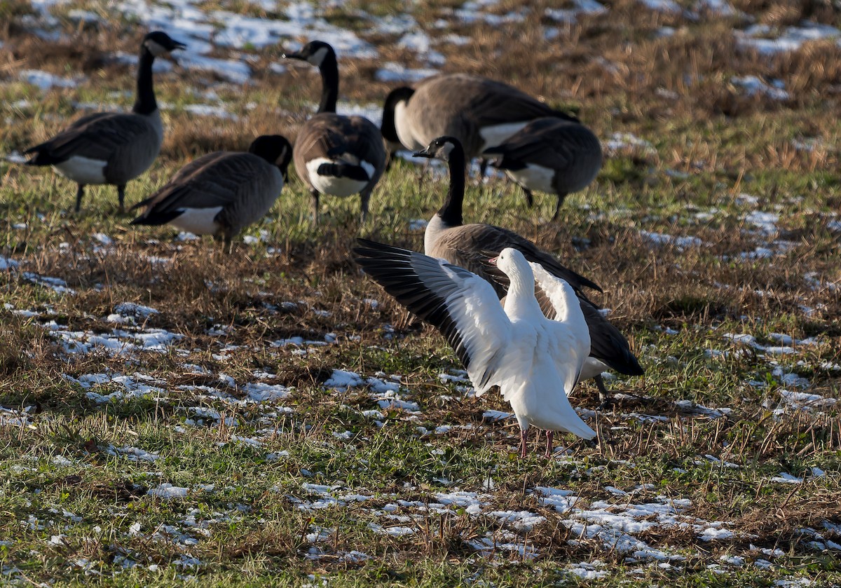 Ross's Goose - ML646400440