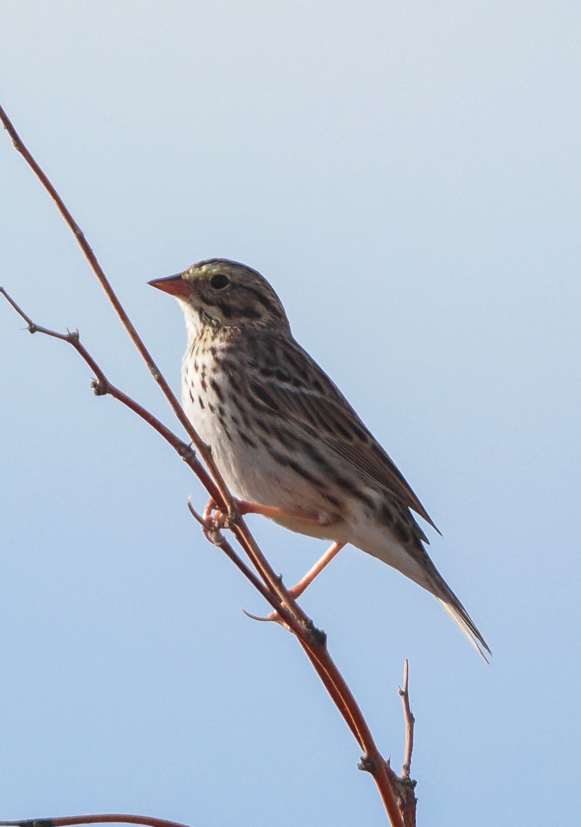 Savannah Sparrow - ML646400441