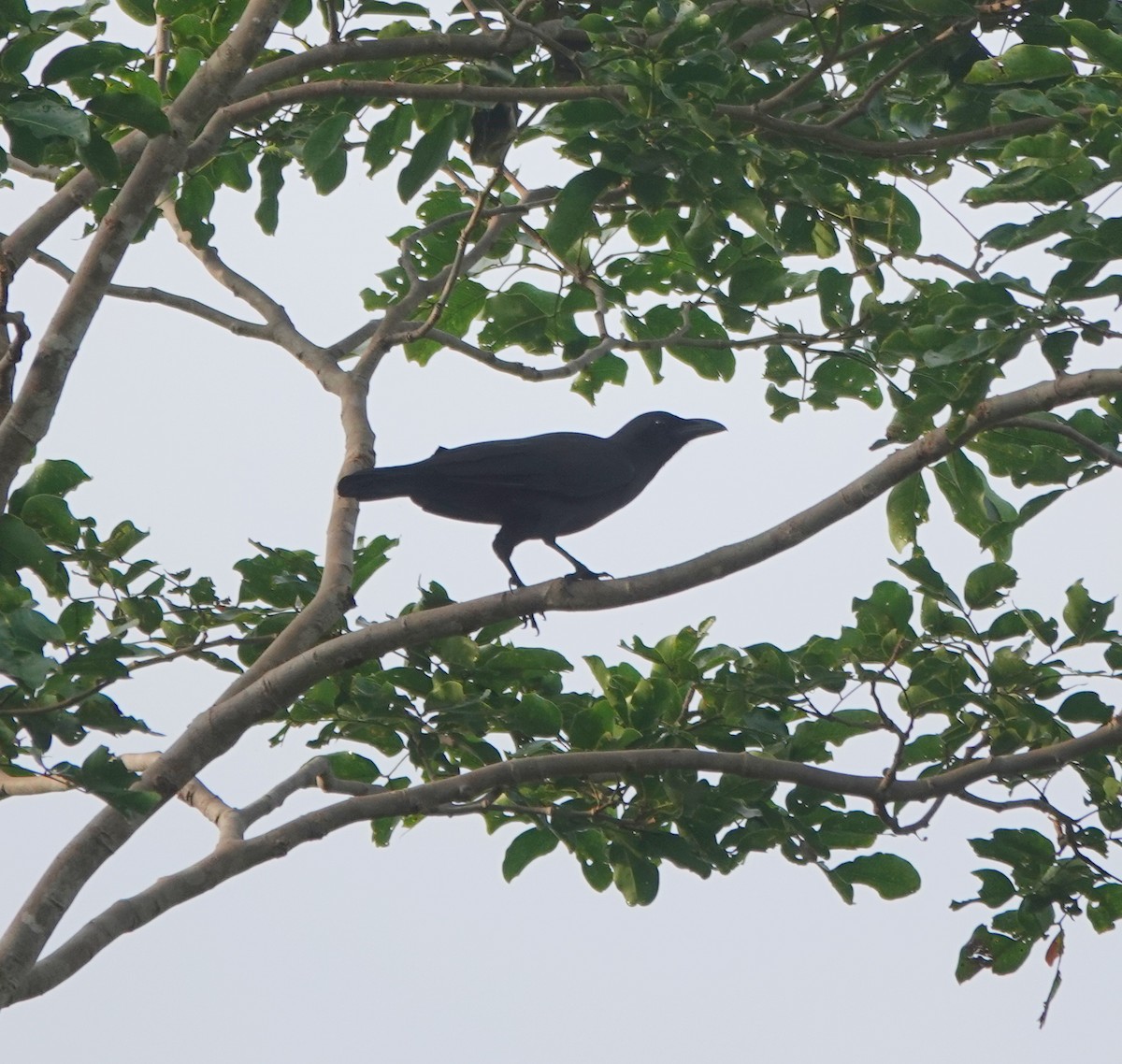 Palawan Crow - ML646400443