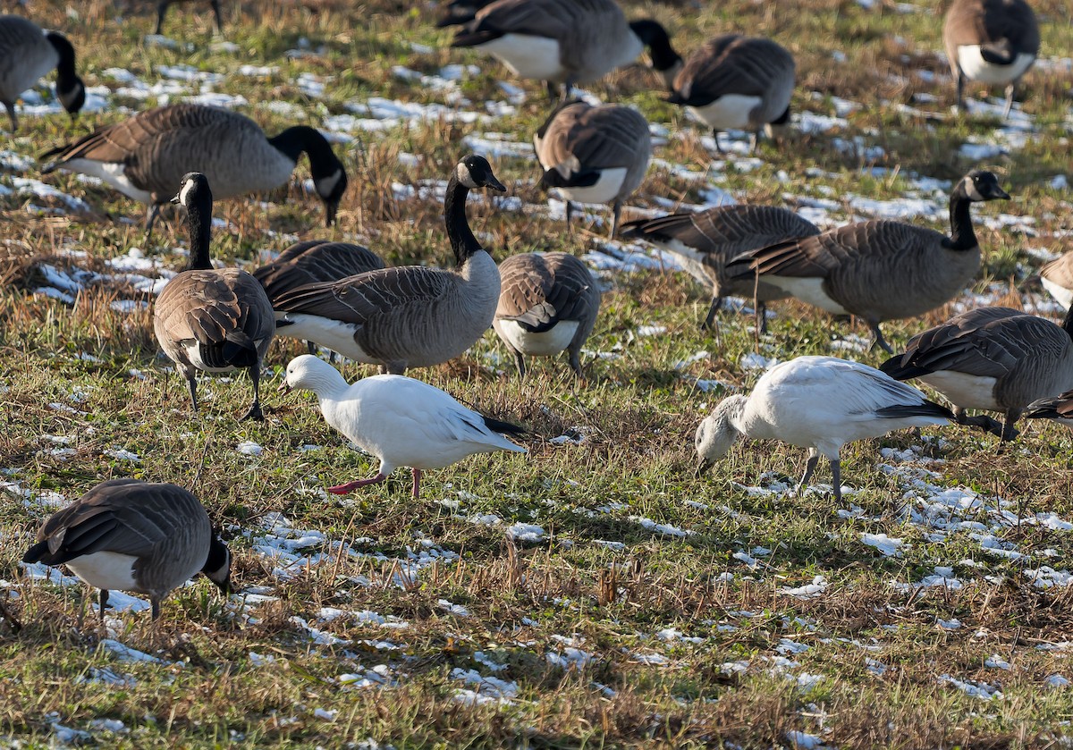 Ross's Goose - ML646400445