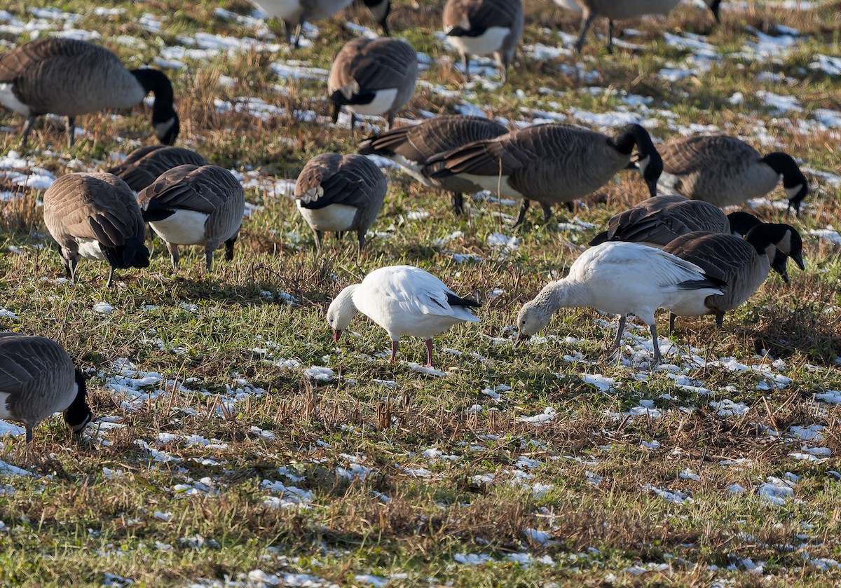Ross's Goose - ML646400446