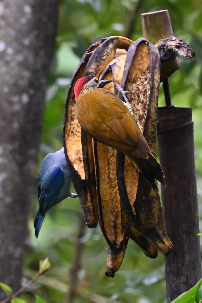Golden-olive Woodpecker - ML646400448