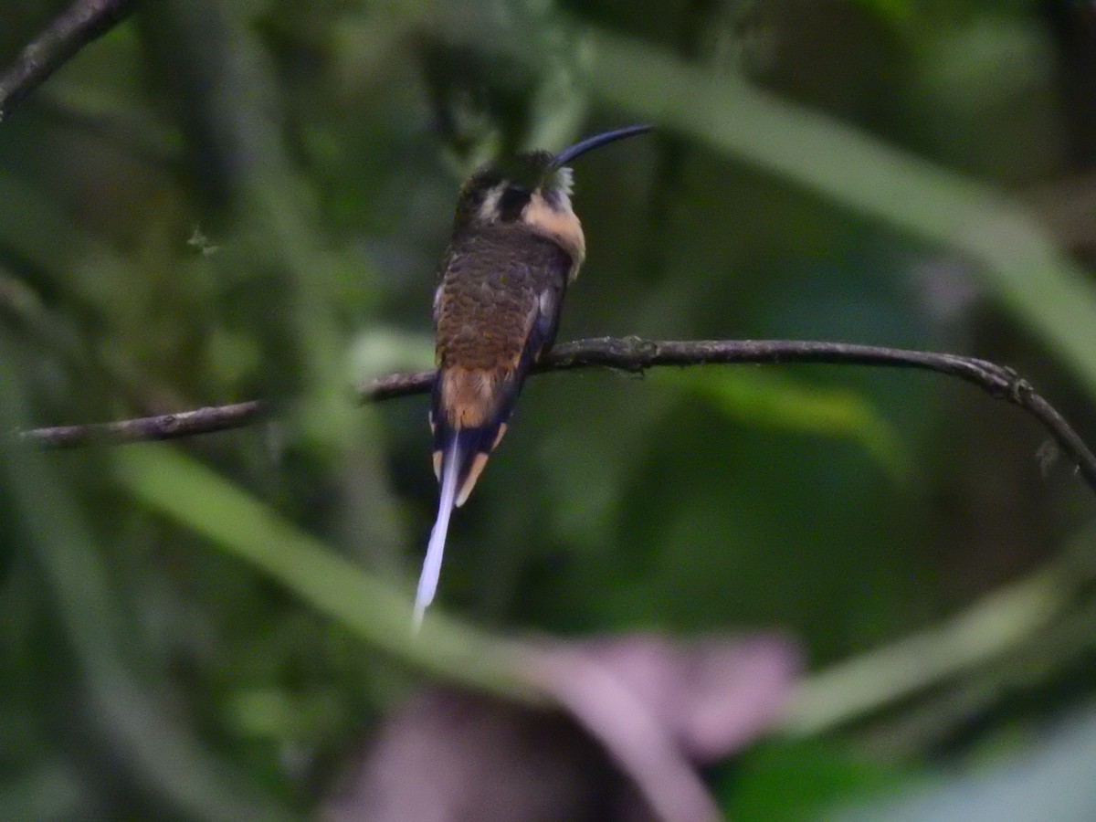 Ermite à ventre fauve - ML646400449