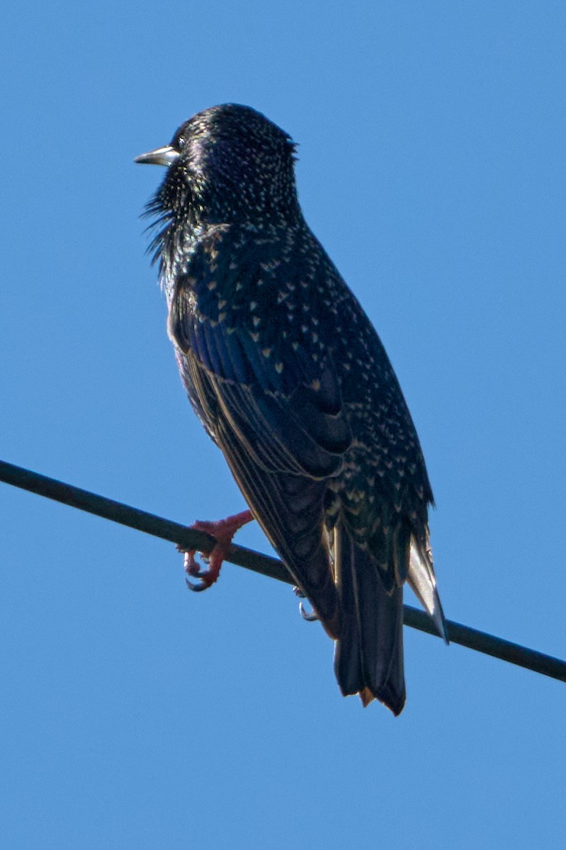 European Starling - ML646400452