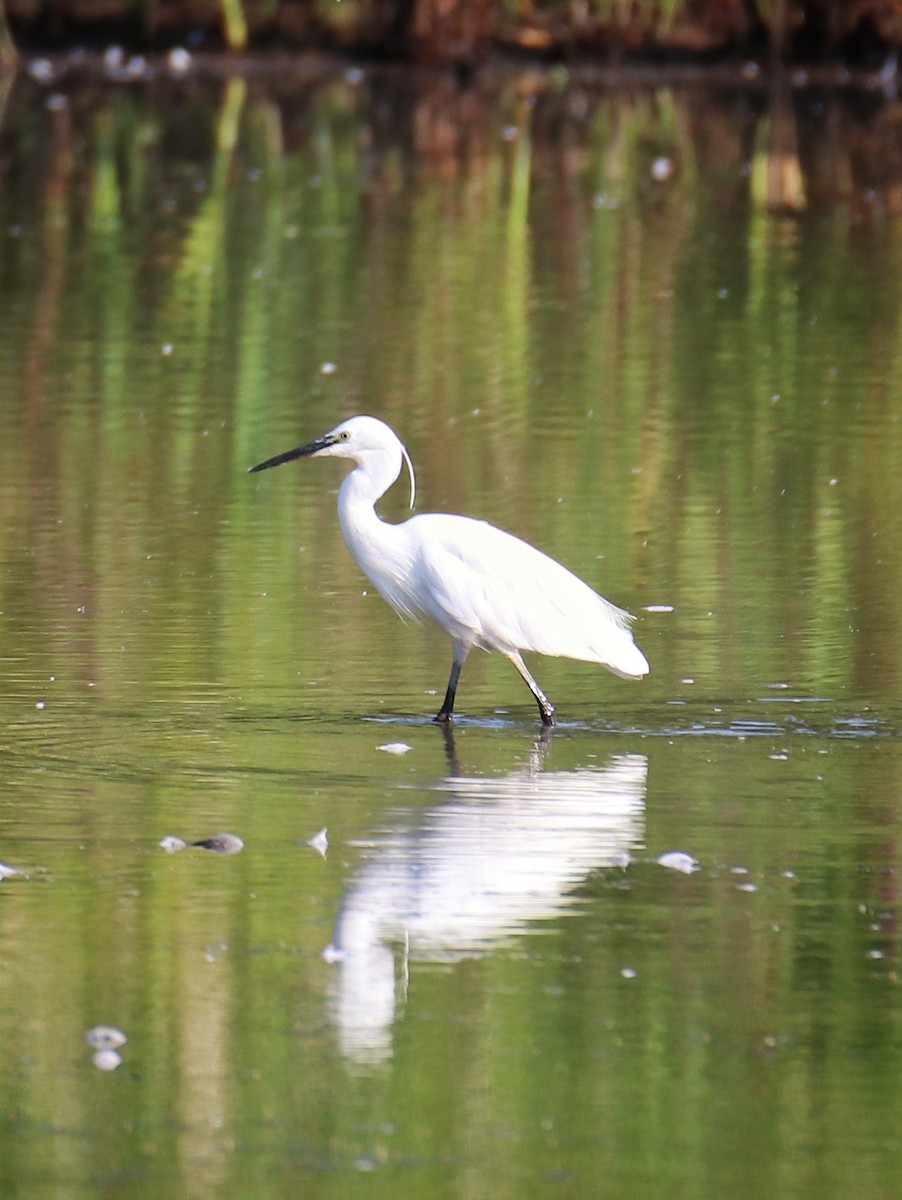 Little Egret - ML646400453