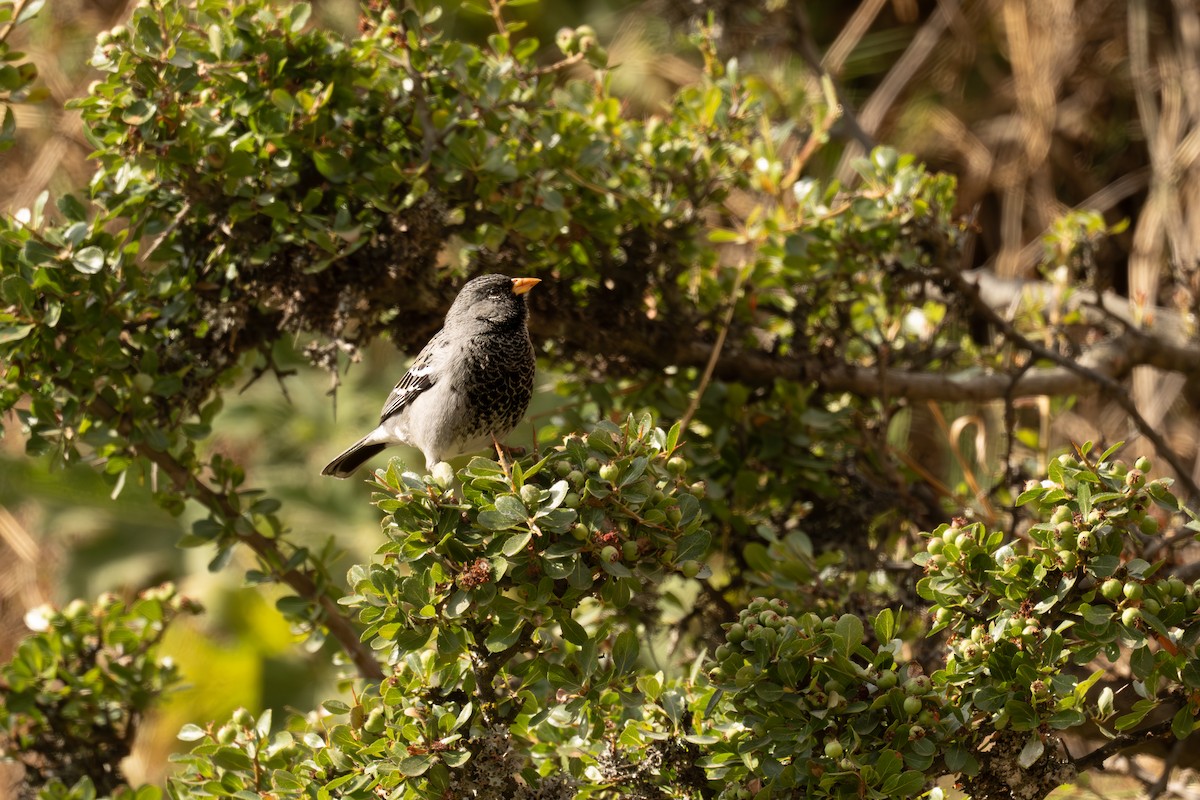 Mourning Sierra Finch - ML646400454