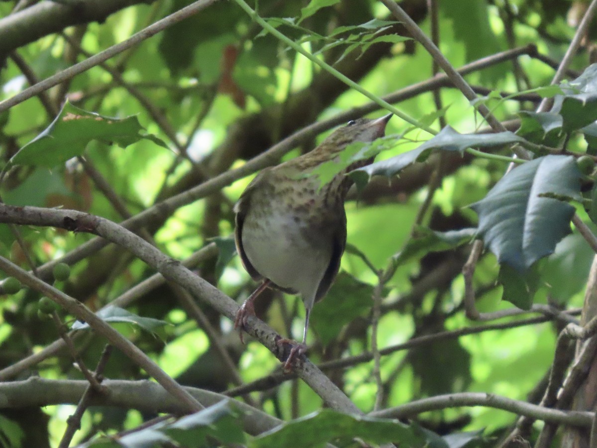 viriskogtrost - ML646400468