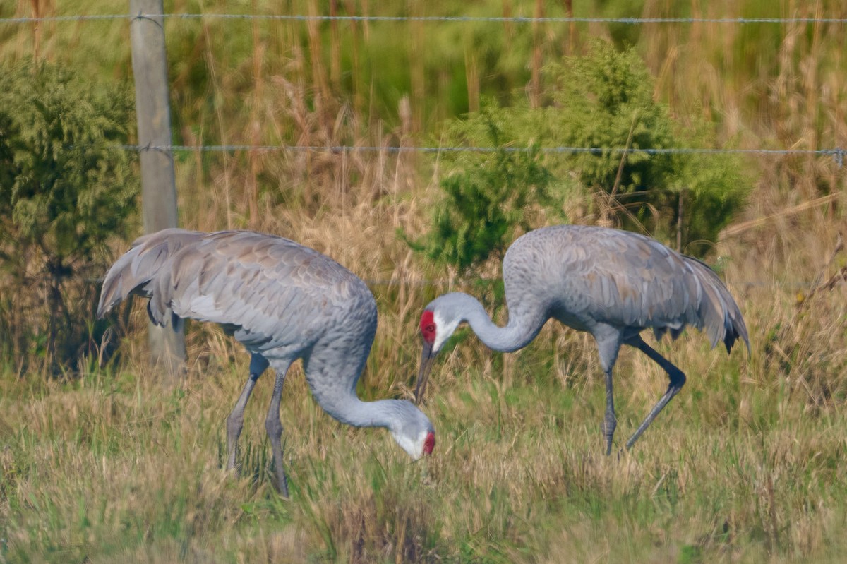 Sandhill Crane - ML646400469