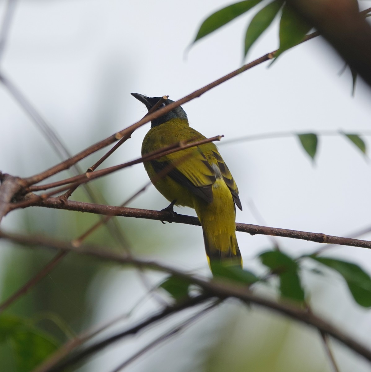 Black-headed Bulbul - ML646400471
