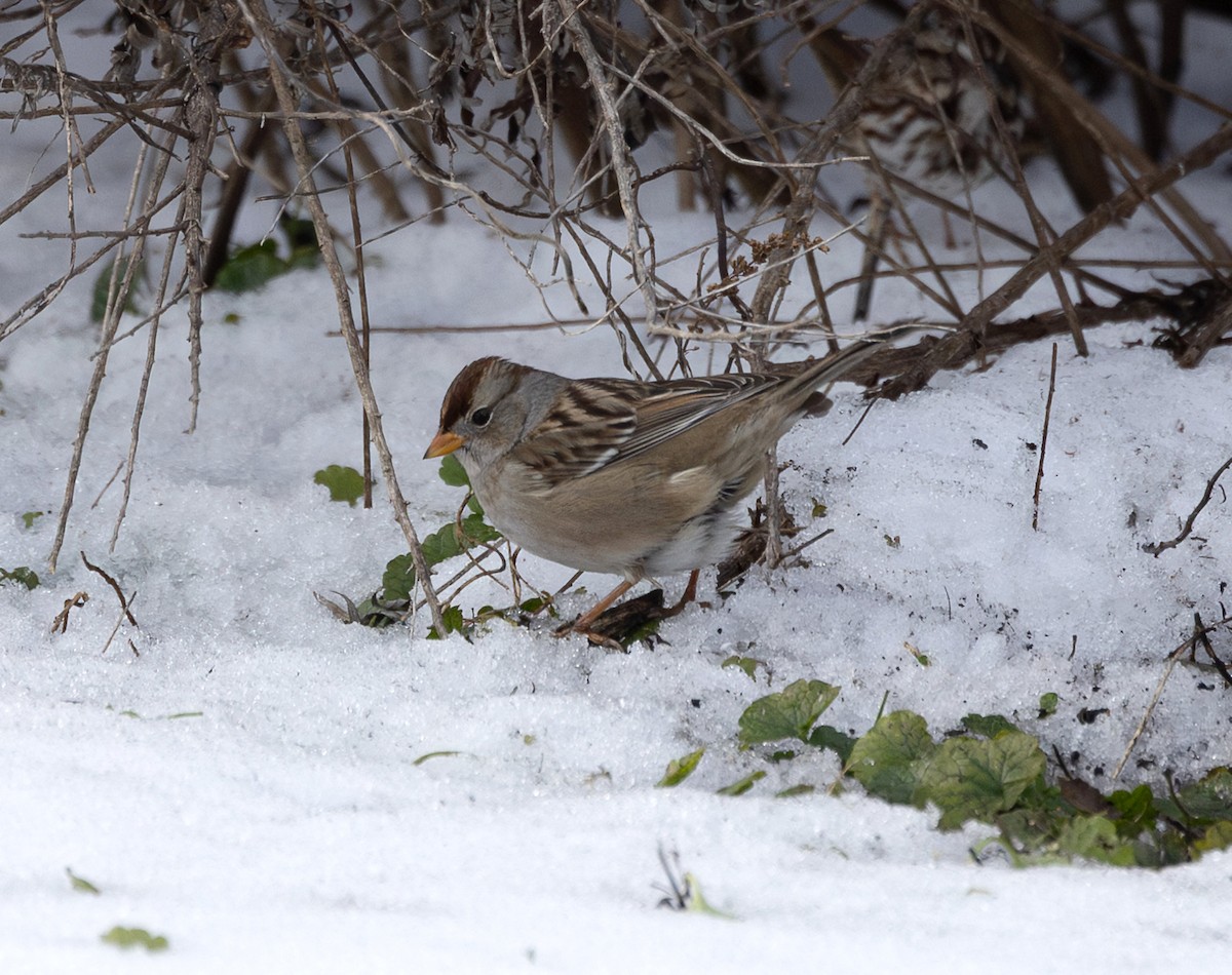 White-crowned Sparrow (Gambel's) - ML646400477